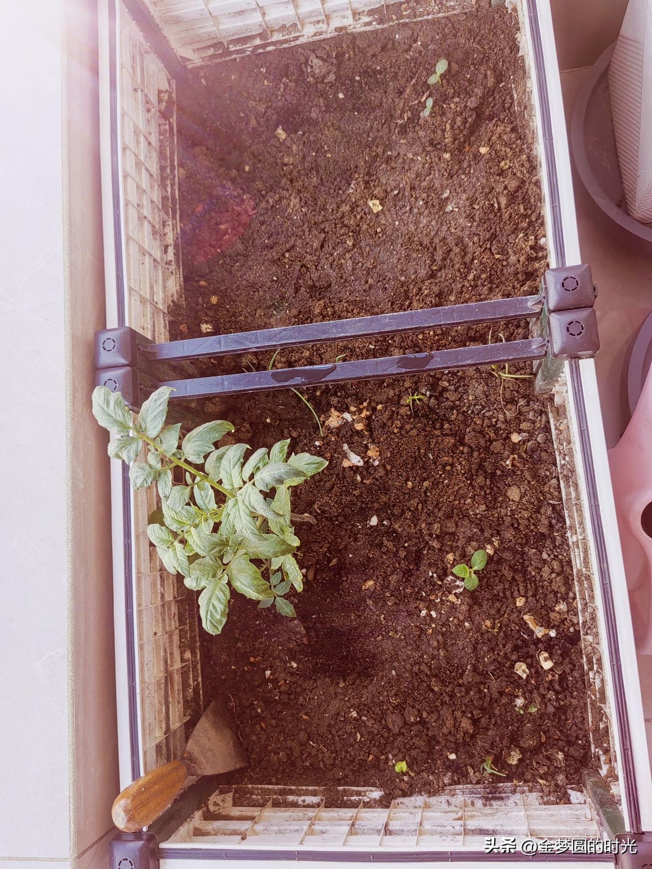 阳台种植蔬菜，只剩一颗土豆不舍得吃，孤零零的，为了给它一个伴，今早上又种下了一颗