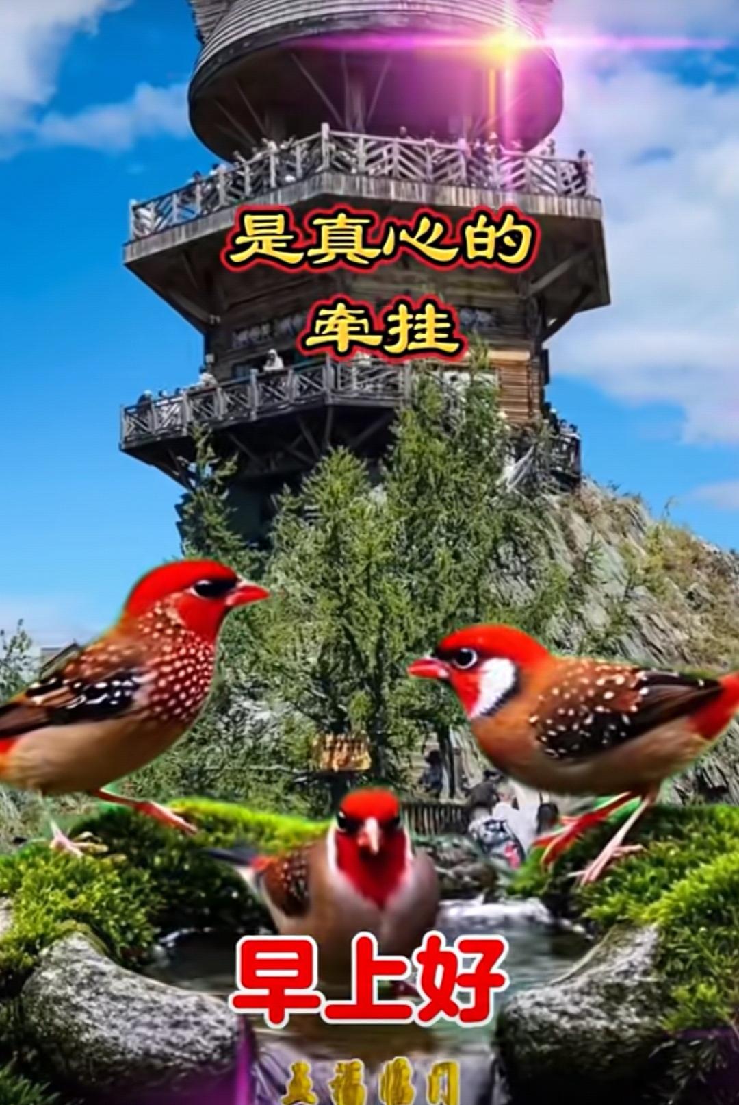 友情純樸不變，
誠意心裏掛念，
問候從心而來，
真誠祝福永遠。
早安吉祥！[玫瑰