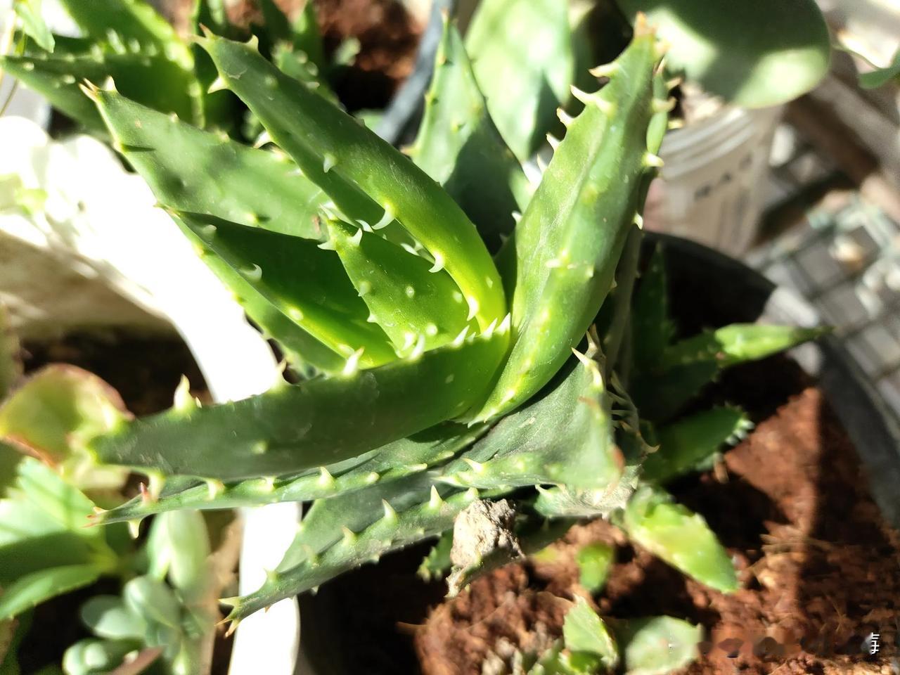 旧时光的絮语
 
蝉鸣收翅的午后，玻璃窗将阳光筛成细碎的金箔。我褪去平日里匆忙的