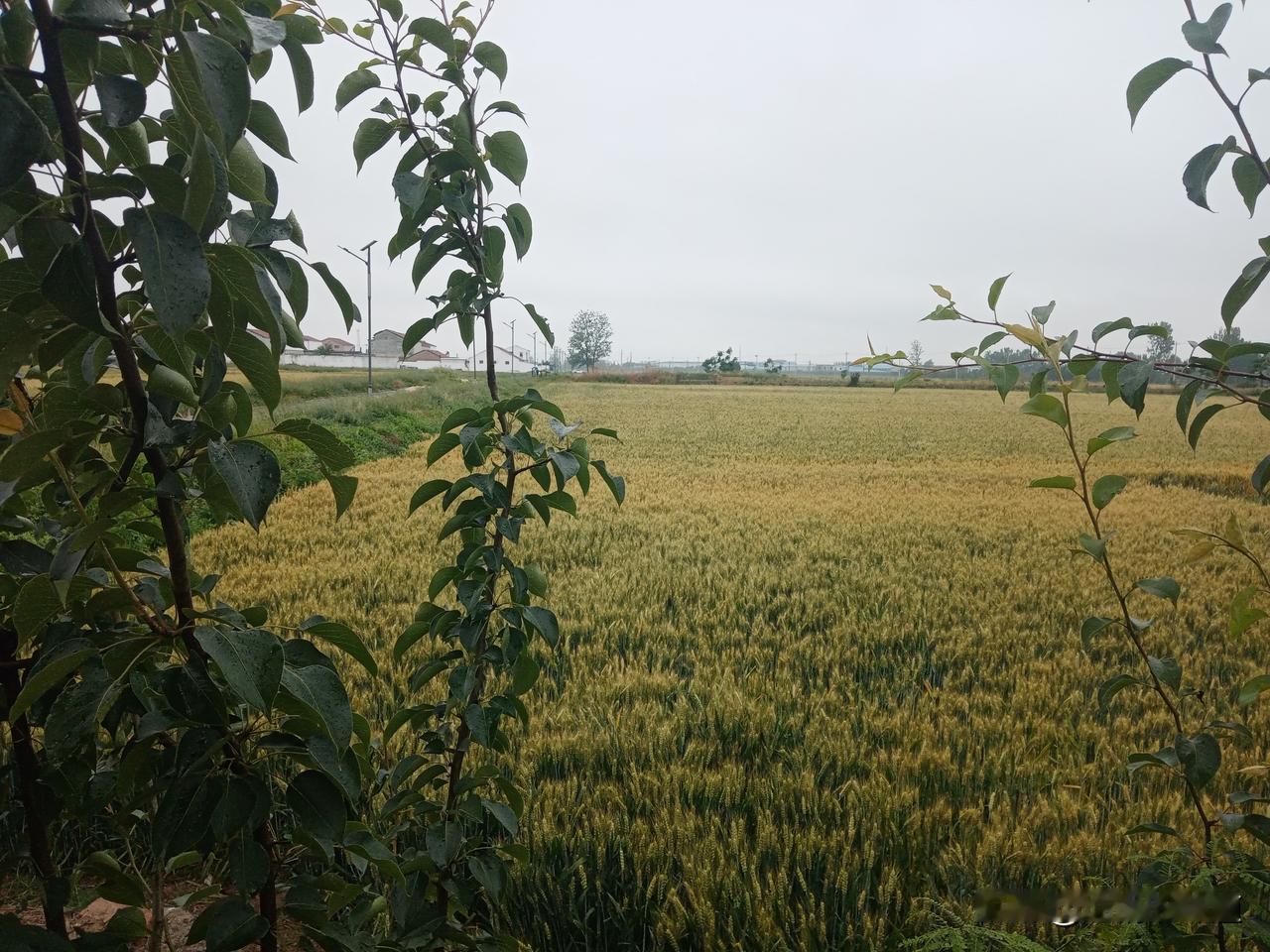 五月十一不一般
有雨无雨早看天
五月十一晴，半月天干雨难求
五月十一日头笑，六月