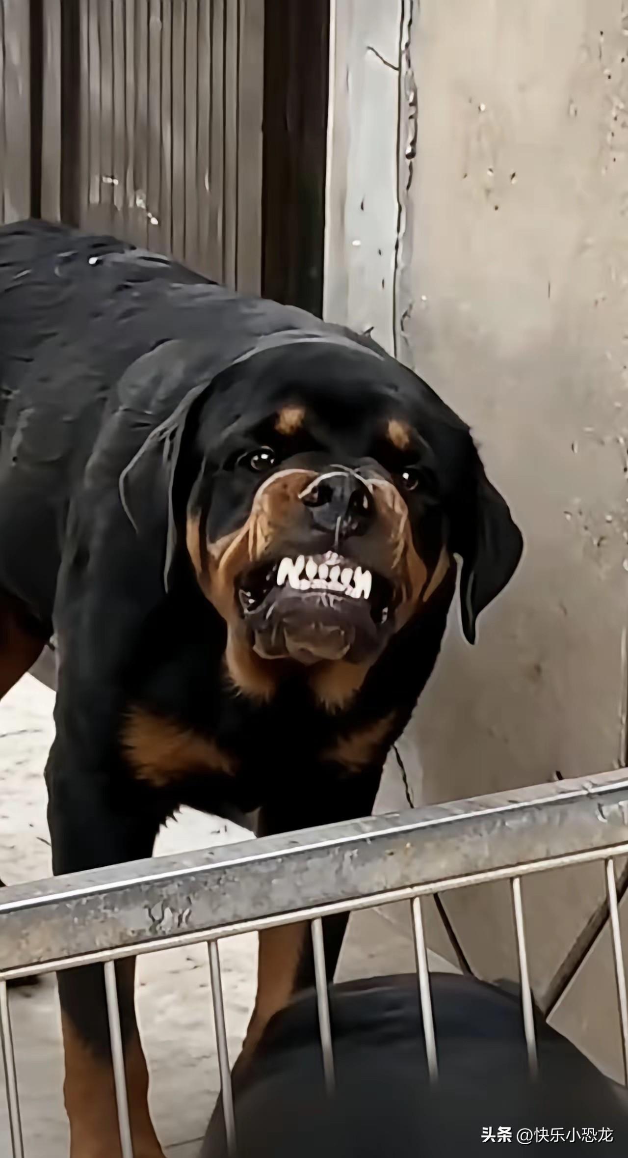 太蹊跷了！老汉见有人宰黑狗心生不忍，拿出卖枣的钱把黑狗买下，谁知一年后老汉去井边