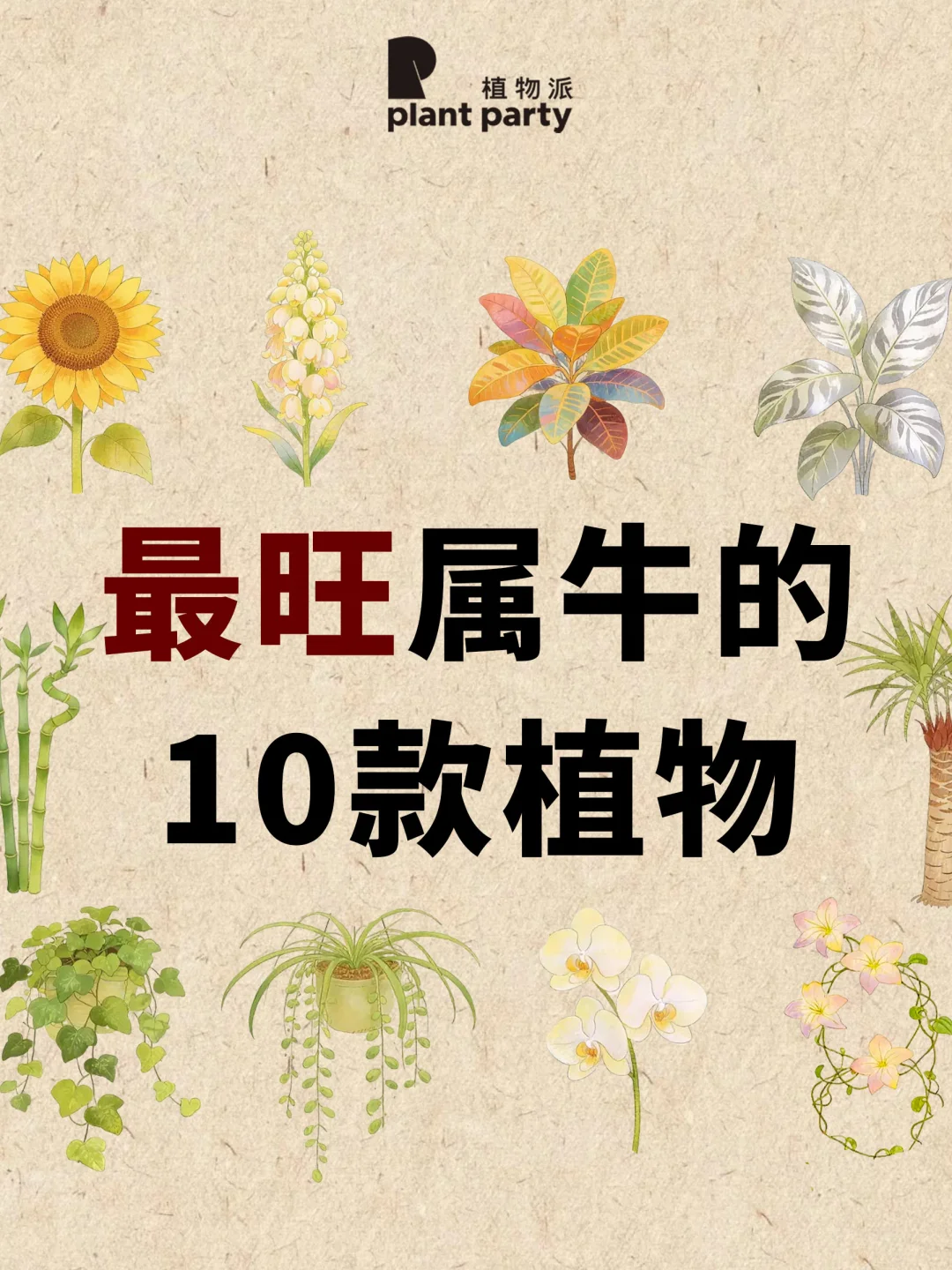 生肖牛🐂一生最旺天选植物💰旺到发光