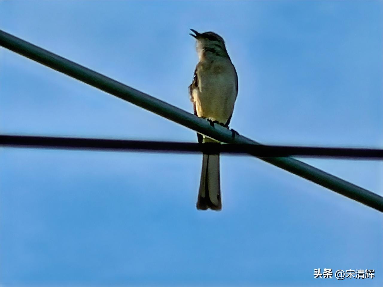 （1560）：弟弟发现，一只鸟儿，整天整夜在家门口啼鸣。我说估计是哥哥回来了，让