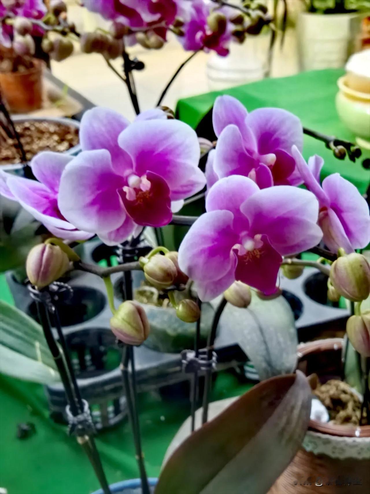 ‌
‌在花鸟鱼市偶遇一簇蝴蝶兰，美得让人心醉神迷。‌花瓣宛如雕琢的艺术，淡粉缀紫