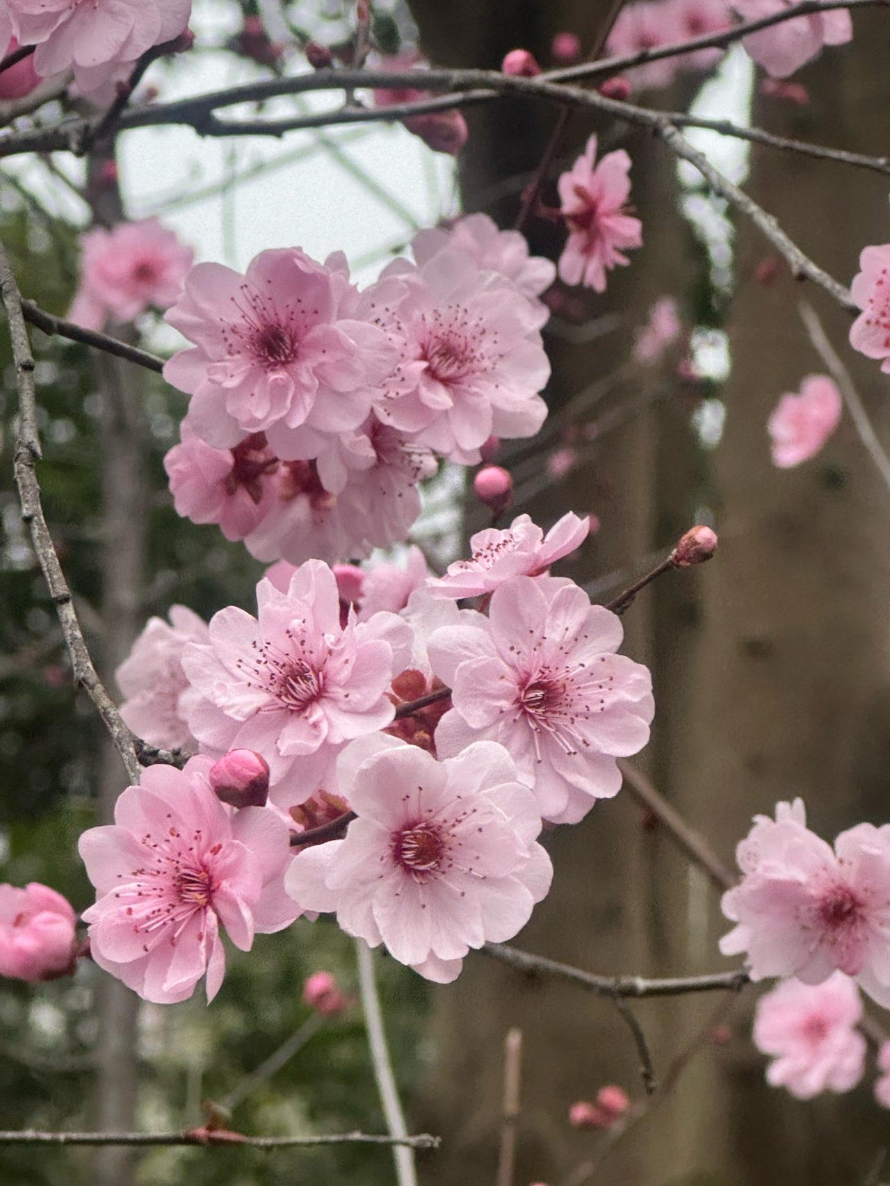 ＃能分享你家乡的美景照吗＃
    最美人间四月天，四月的朔州，最引人注目的是漫