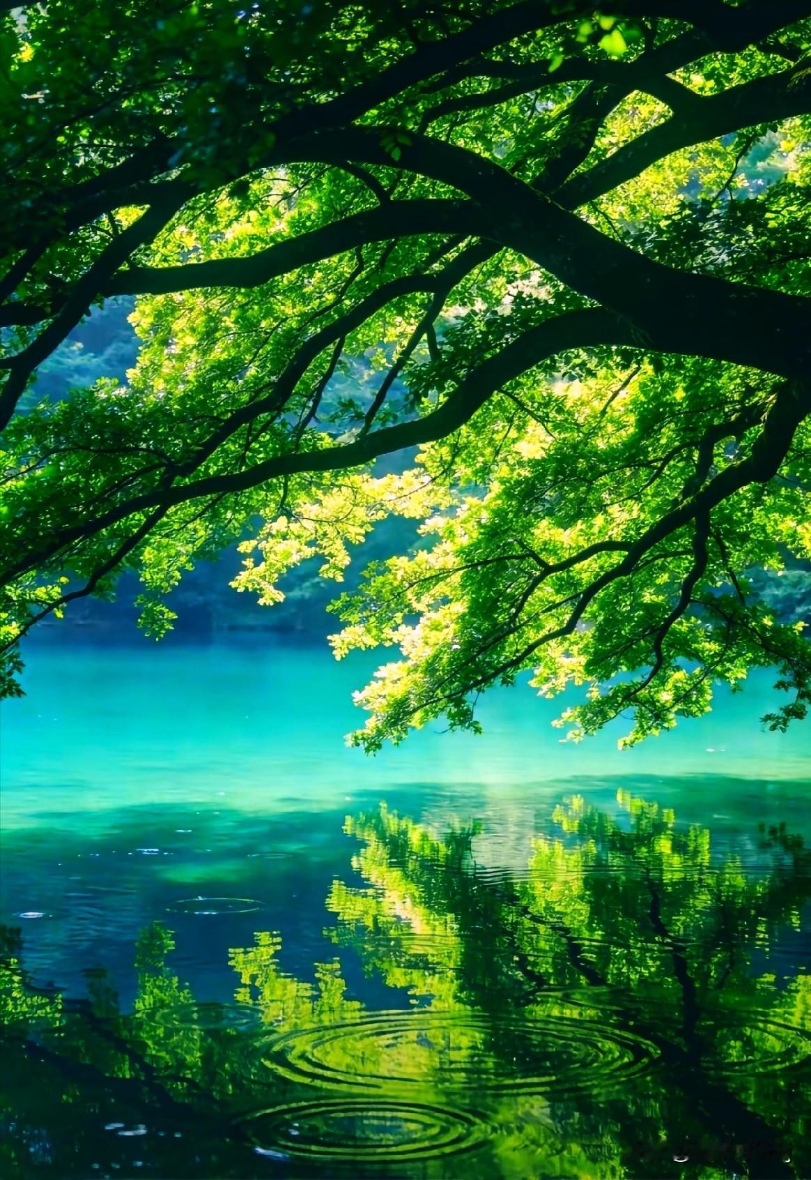 分享一张你手机里的树