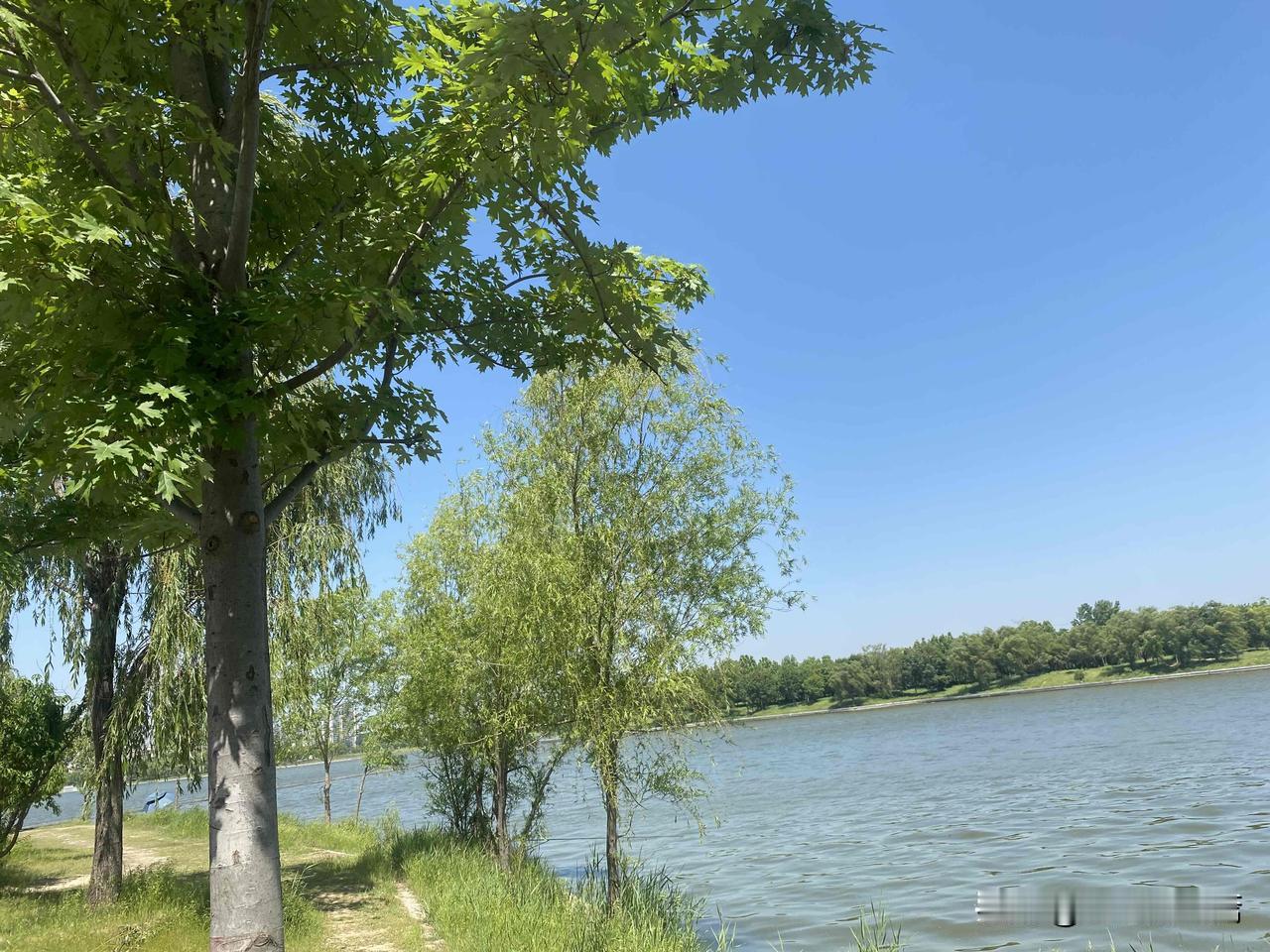 晒图笔记大赛夏日湖畔，绿树成荫，清风拂面，心旷神怡。