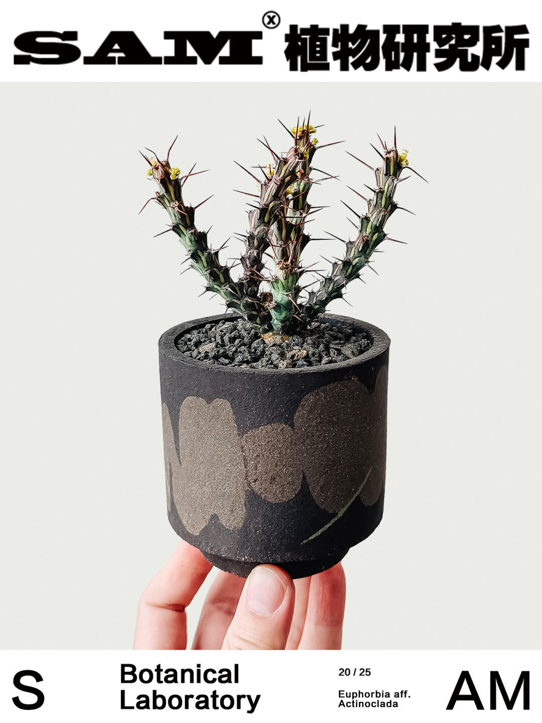 巫师大戟｜Euphorbia Aff.actinoclada