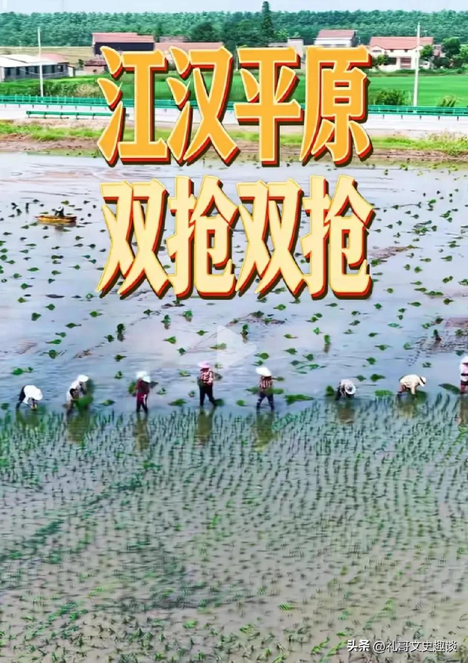大家知道双抢是什么意思吗？双抢是抢收今年第一季双季稻，抢插第二季秧苗，时间紧迫，