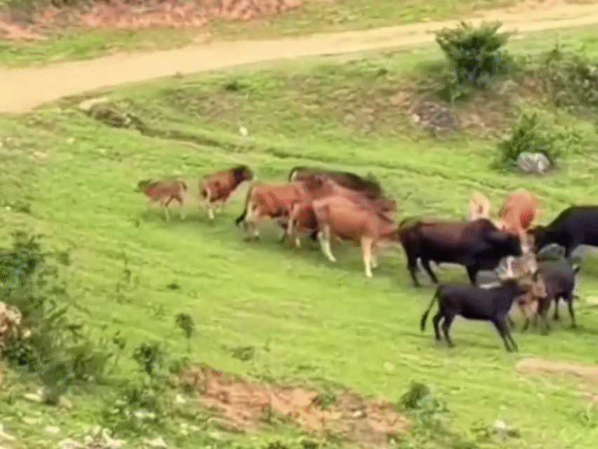 这应该算“救命恩牛”吧。
家长带着小朋友爬山偶遇牛群，小朋友却意外的卷入黄牛群摔
