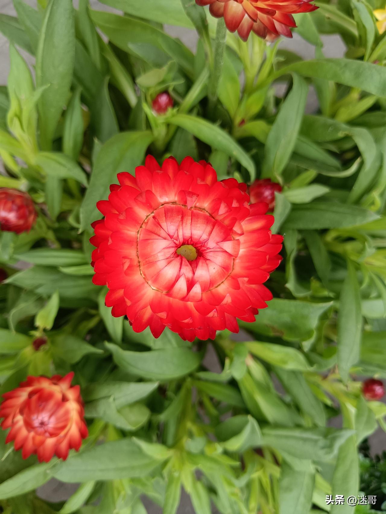 在我们家乡，方言里不叫姑娘，都喊“妹几”。

一声软乎乎的“妹几”，喊的是邻家乖