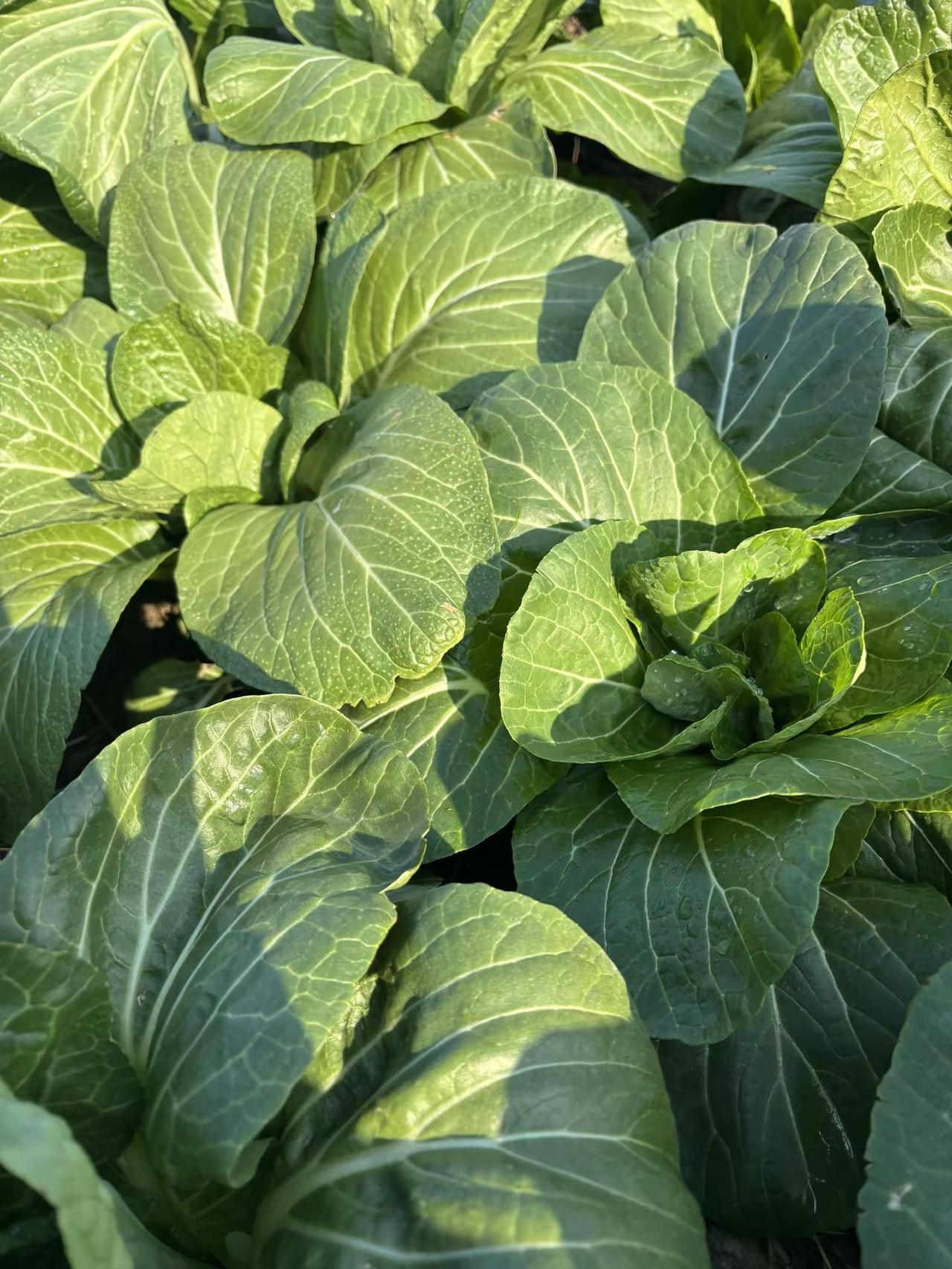 春雨贵如油， 一场春雨过后气温回升，小菜园绿油油的一片，一棵也没有拔，都是买菜吃