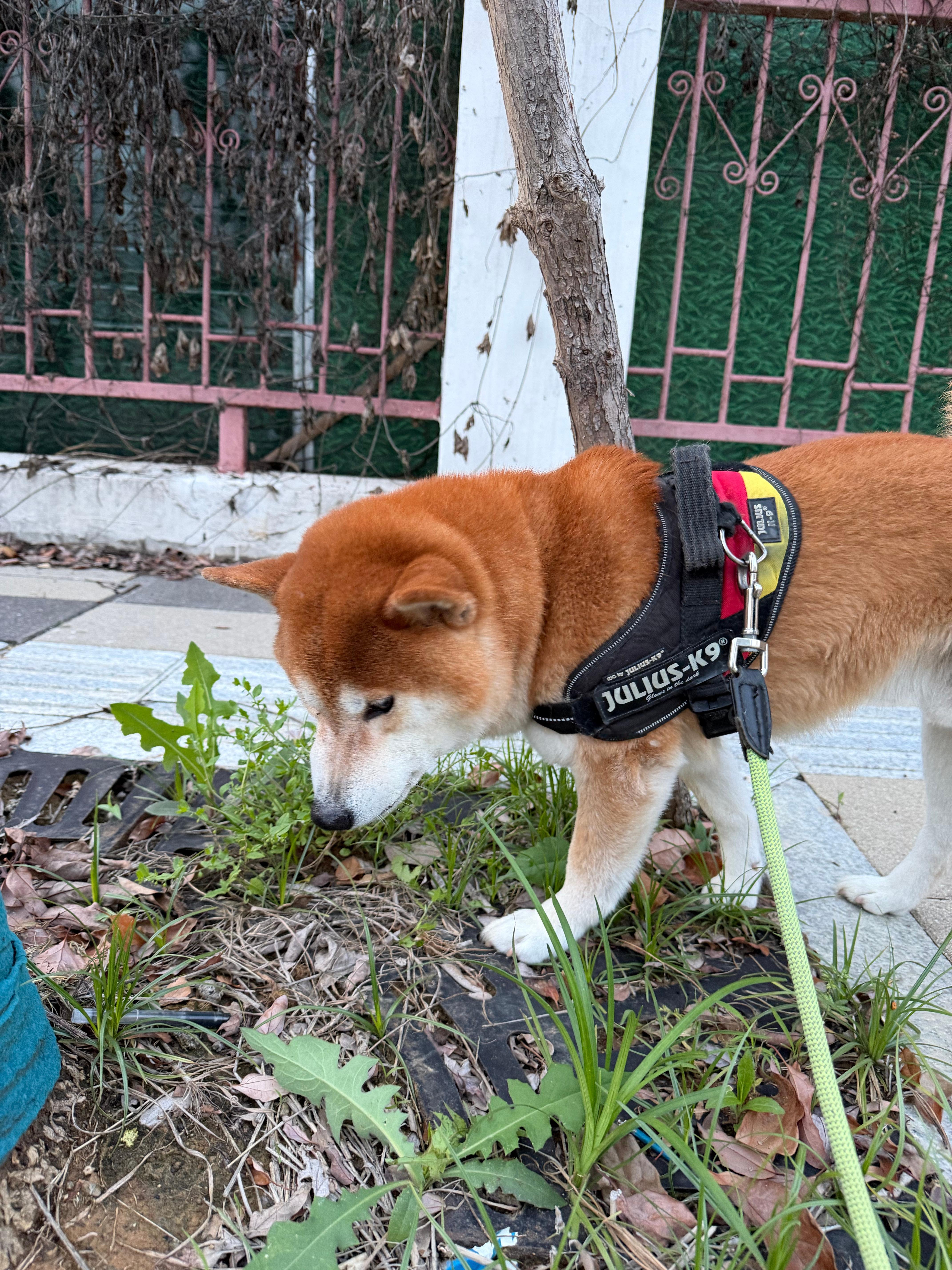 回家放羊🐑了 南京