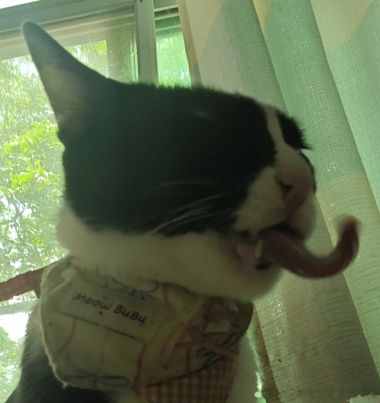 49197【丑猫】有怪物 
