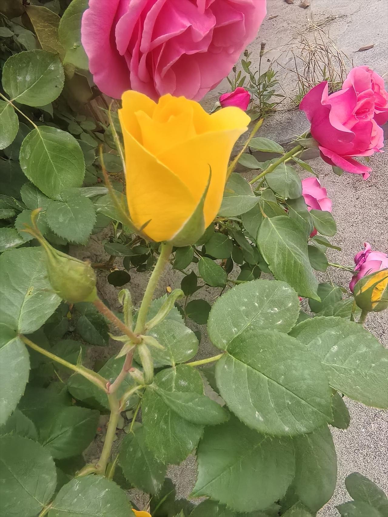 晒图笔记大赛新鲜出炉月季花2