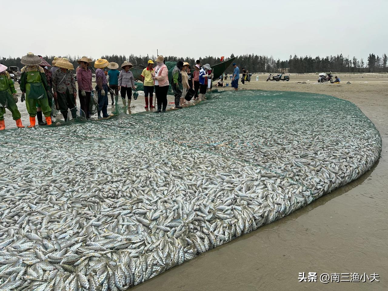 南三岛渔民拉大网，大丰收，一网捕获超过2万斤鱼，整个海滩都是鱼！南三岛渔民一直以