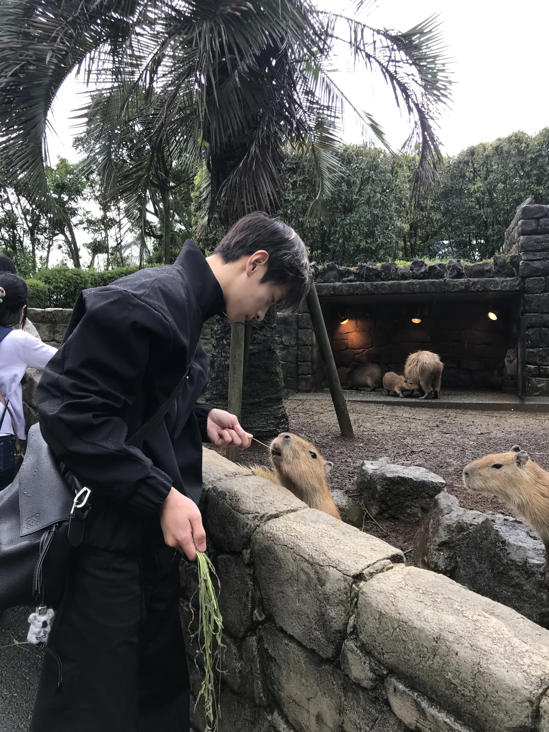 正式加入“豚门”
