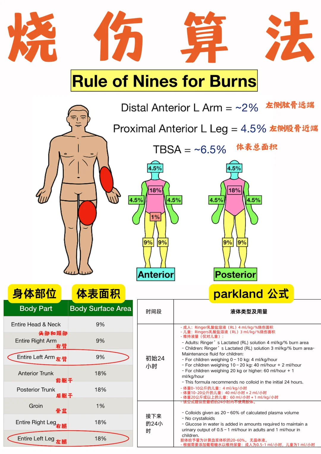 备考RN/烧伤算法！！学！！内容