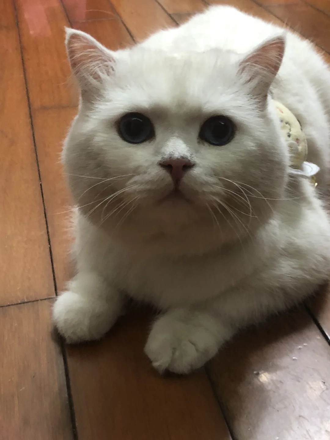 嘟嘟就是全世界最乖最聪明最可爱的宝宝