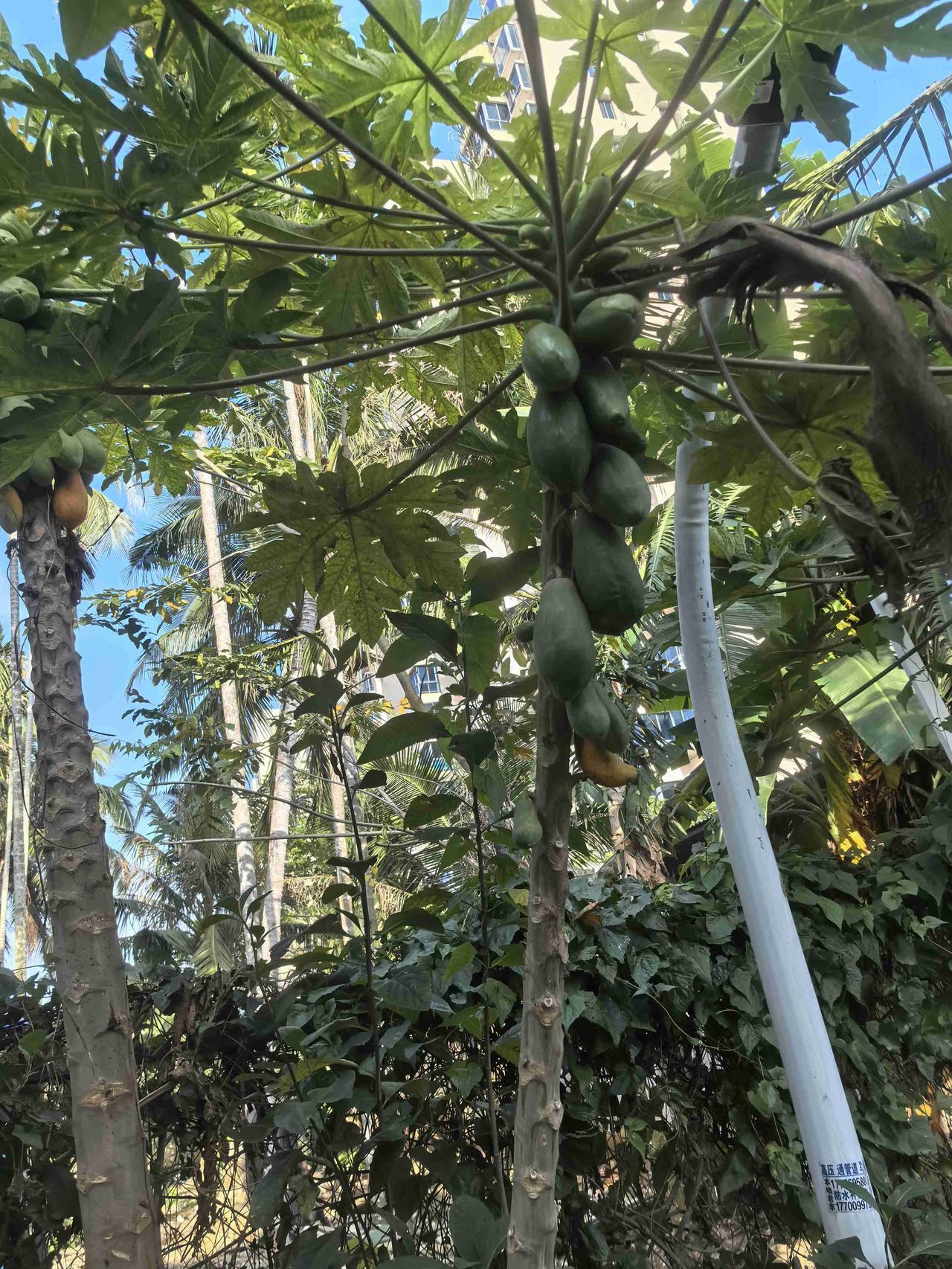 我的今日状态：😁轻松愉快
我这里的天气：☀️晴天