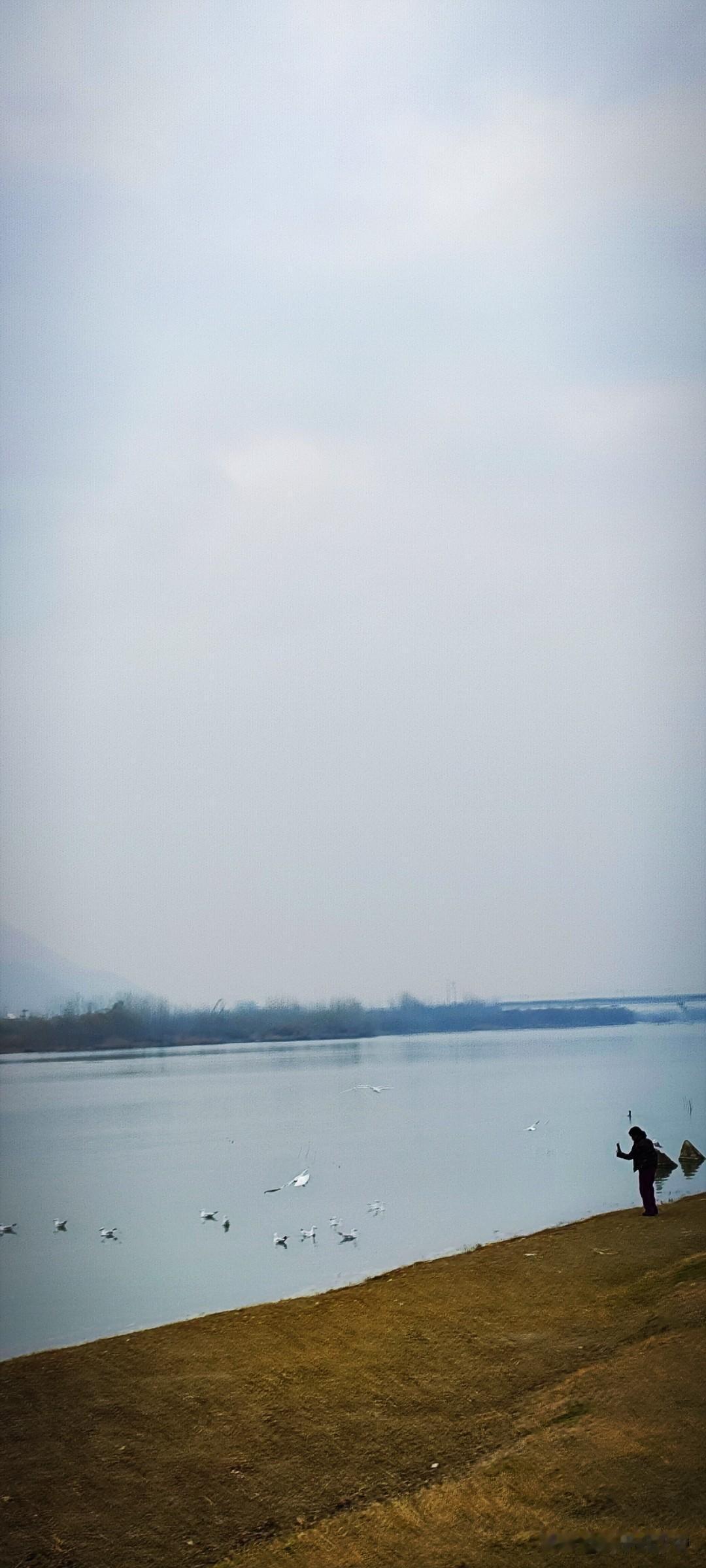 冬日生活打卡季汉江湿地公园里的美，在于各种水鸟的嬉戏，不然宽阔的江面倒显得寡味。