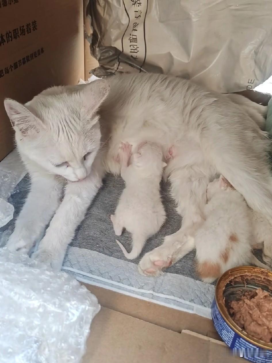 我常投喂的一只半岁流浪猫怀了孕，之前圆滚滚的肚子突然瘪了下去，后腿带着血迹，看着