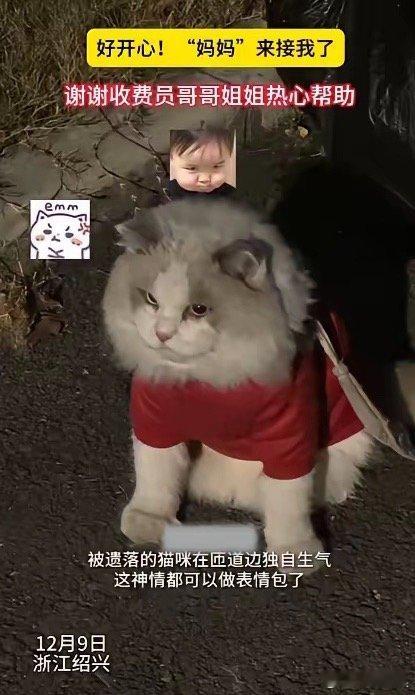 浙江高速收费站捡到一只穿戴整齐的猫，身上还戴着电话手表！收费员滑动手表发现有联系