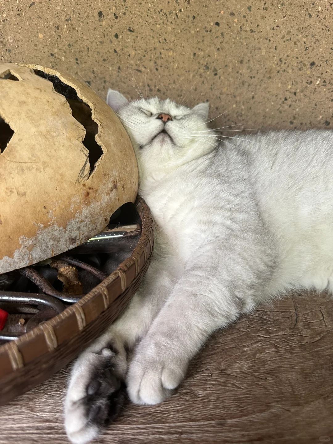 猫的驱蚊法，耳朵弹弹弹