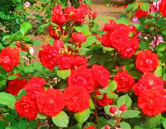 浪漫，不仅玫瑰，还有五月的月季🌹