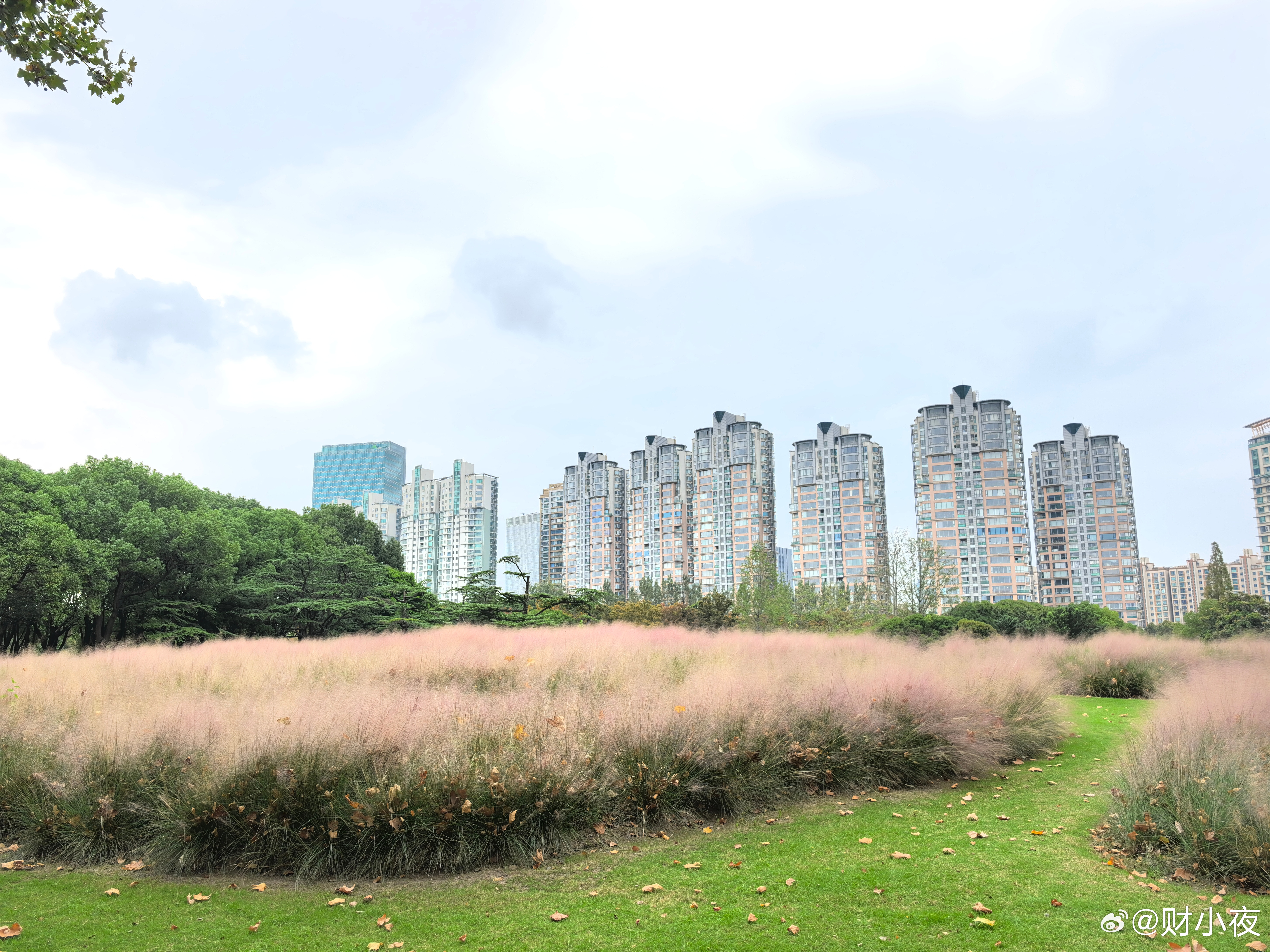 今年的秋天去哪儿了秋天在早晨的公园里呀。秋高气爽的日子，抓紧呼吸。今天，终于闻到