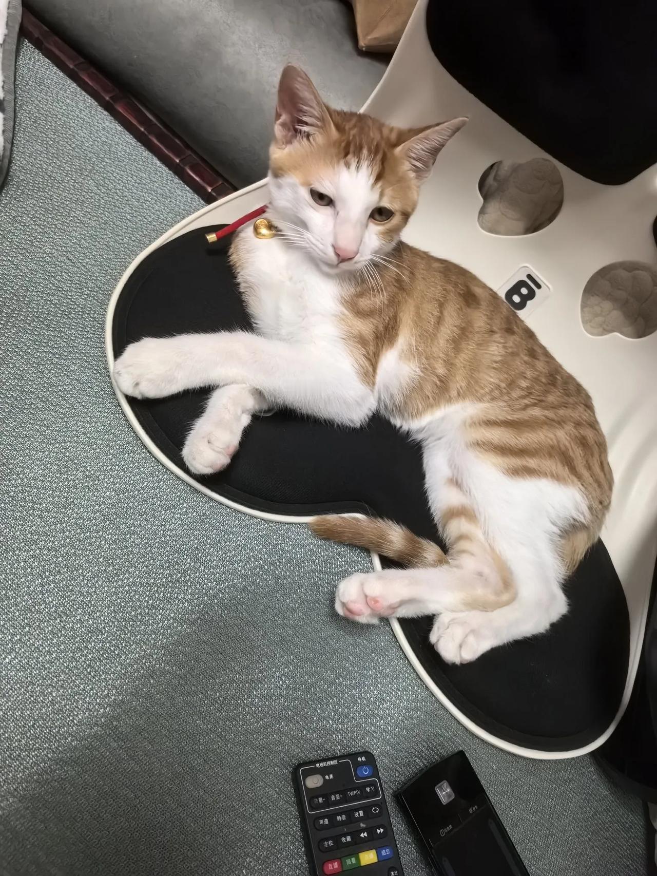 我家这个是东方短毛猫还是中华田园猫啊？值多少钱？