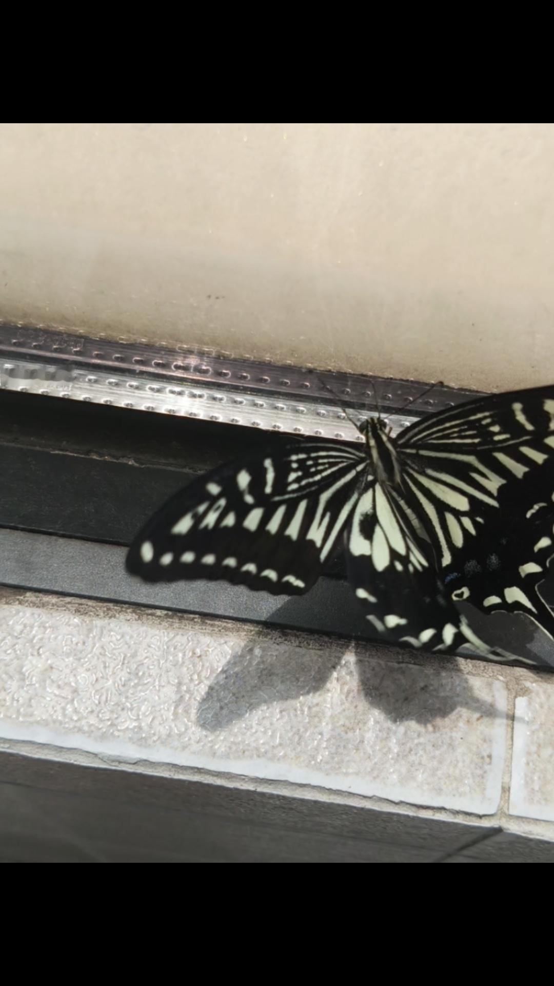 我家来了蝴蝶🦋，还挺大一只，不知道怎么进来的，门窗都是关着的，我回家就在花盆上