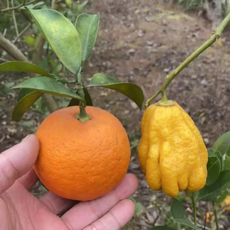 提起汕头，人人都想到弹牙爆汁的牛肉丸，却很少有人知道，这里同样藏着广东凉果界的半