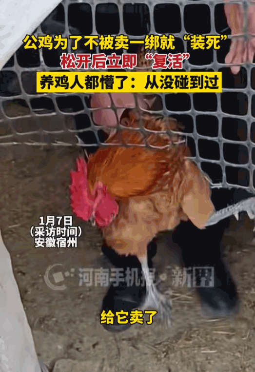 笑不活了！近日安徽宿州，男子准备卖掉家中养的大公鸡，没想到刚把公鸡提起来绑好，公
