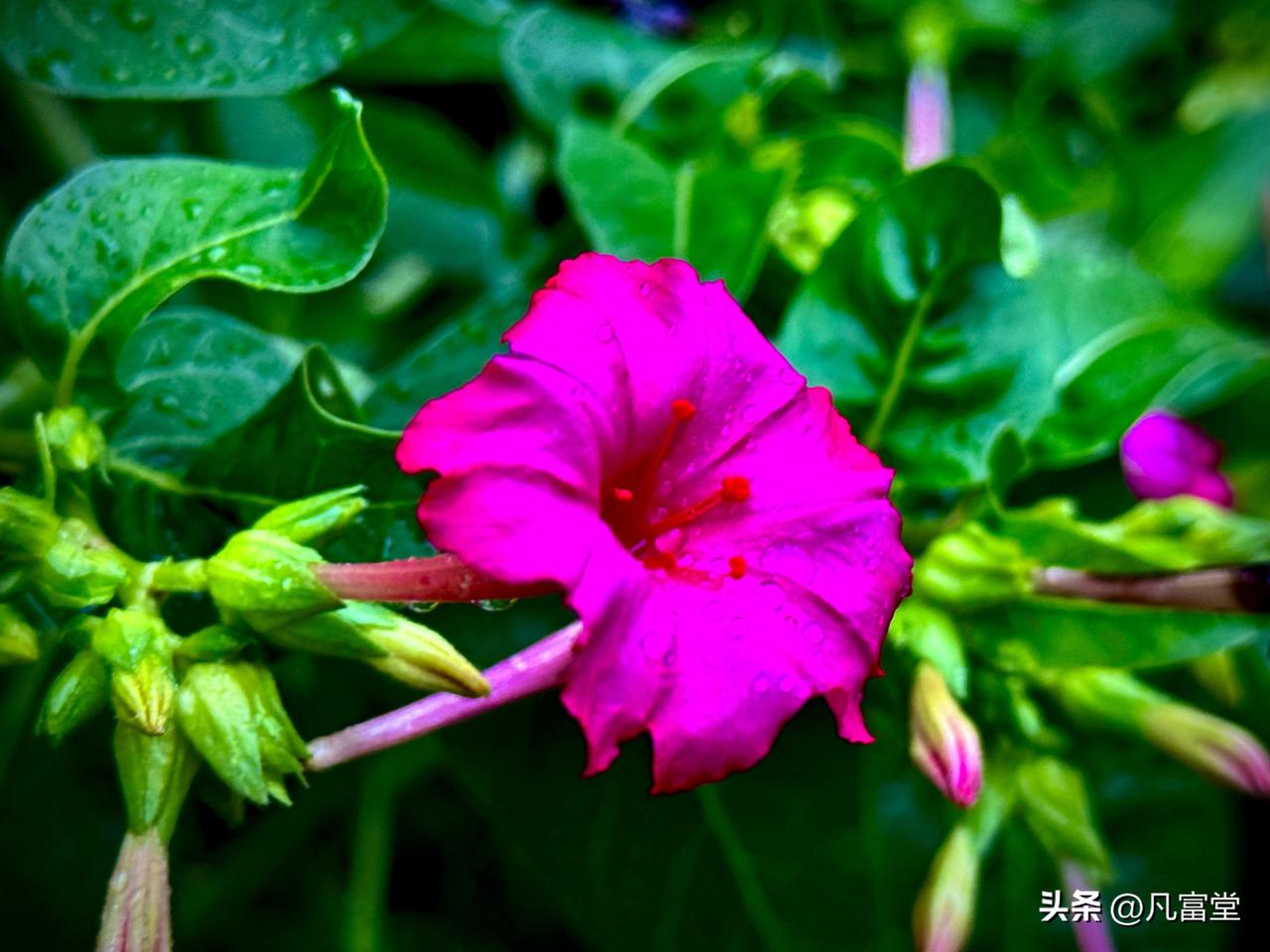 雨中的紫茉莉
            （原创）


暴雨初歇，夏风凝噎
我立于阶
