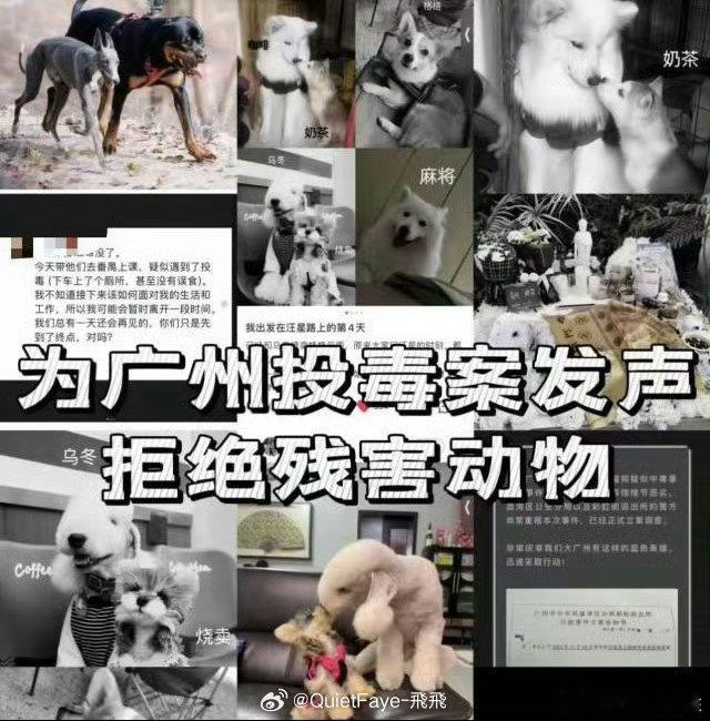 宠协工作人员称死亡犬数仍上升  捕杀流浪狗  “宠协”属于“爱狗团队”吧？“动保