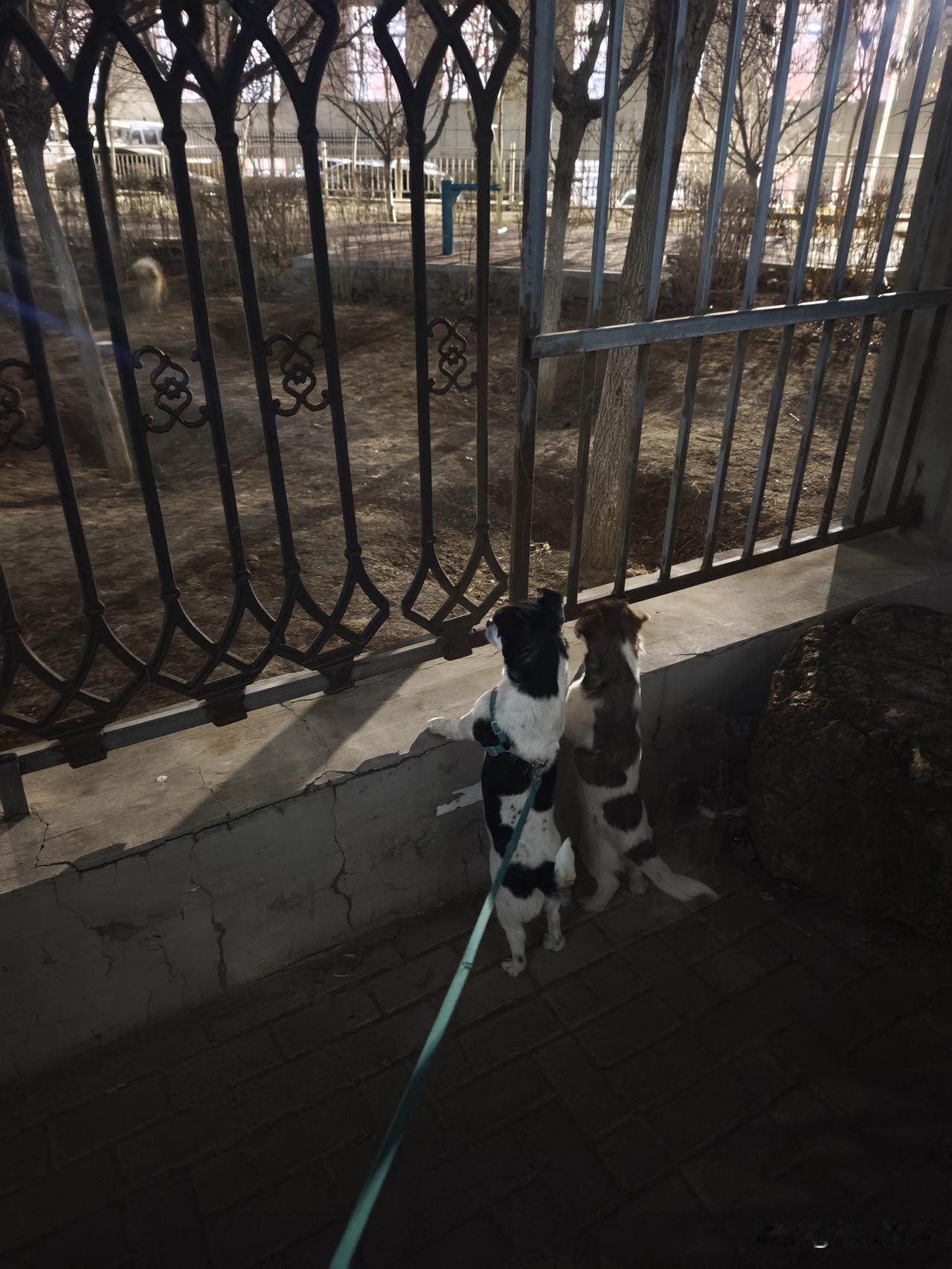 2026年最想实现的一件事，说起来也非常的简单，也非常的普通，就是天天照顾好毛孩