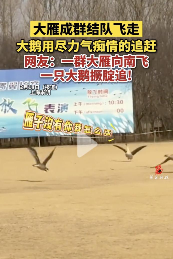 “笑不活了！”2月18日，上海崇明，一群大雁成群结队的飞向空中，向着南方飞去，而