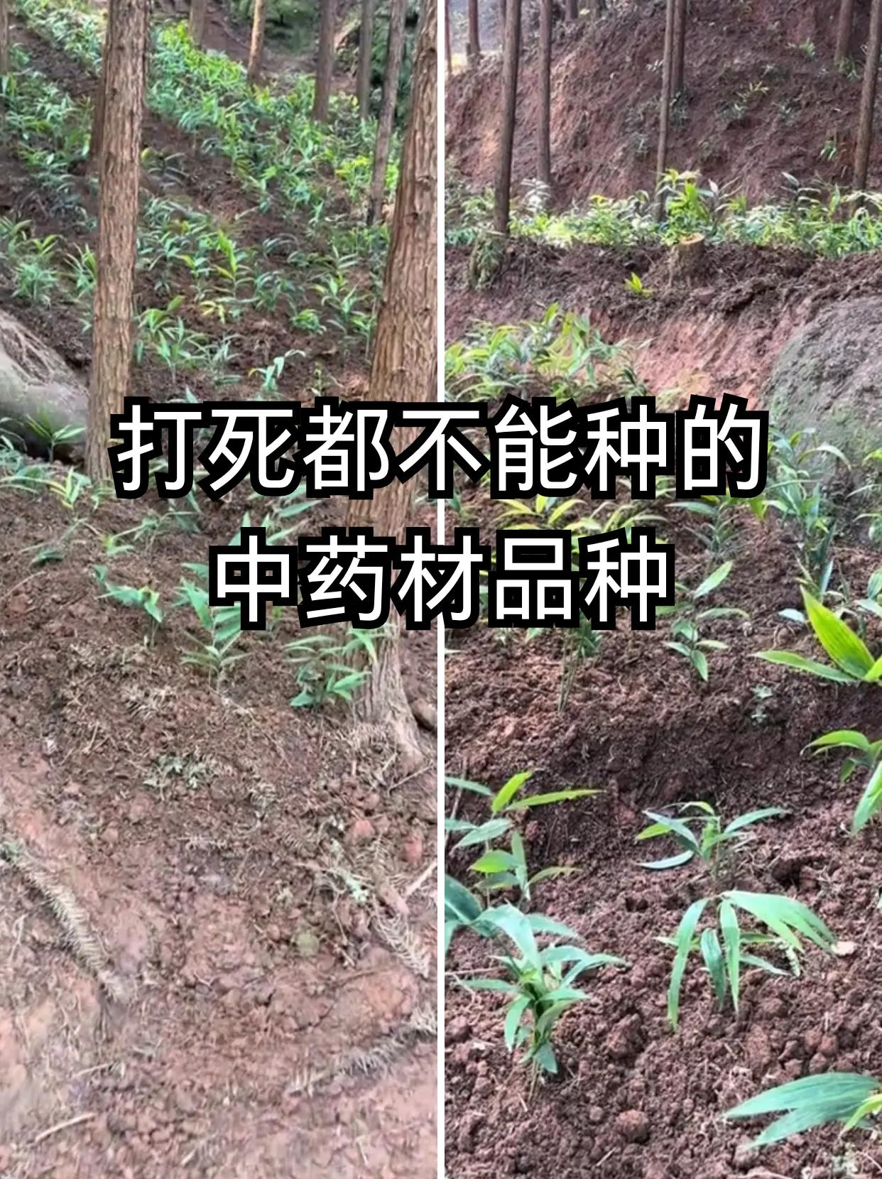 打死都不能种的中药材品种！。中药材品种 中药材种植 风险极高、新手切勿盲目入手的