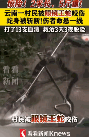 2米5斤剧毒眼镜王蛇突袭村民！一刀砍下去，差点搭上一条命！
 
活久见！
云南农