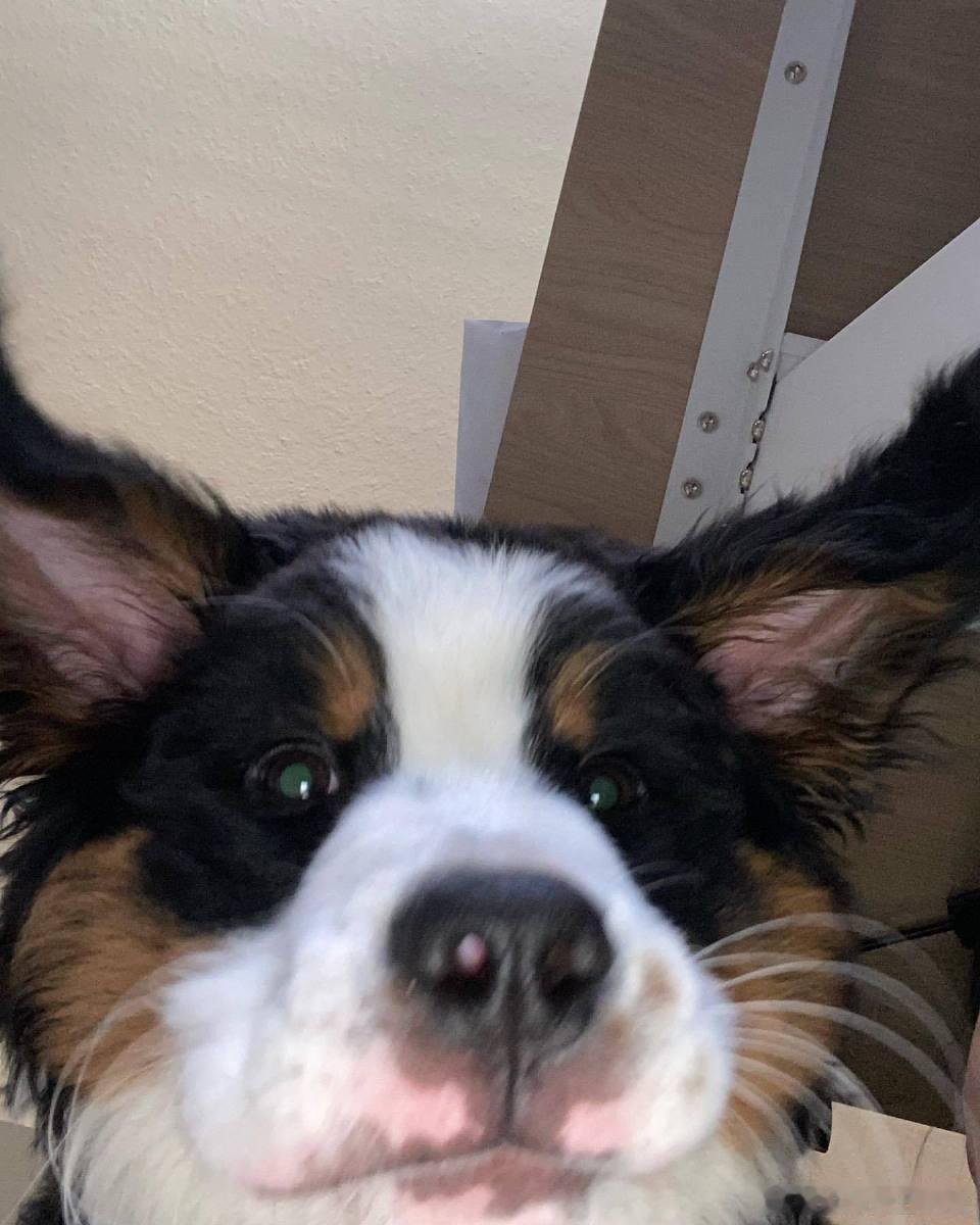 第五人格[超话] 大家还记得自己萌新时期的常驻皮吗 