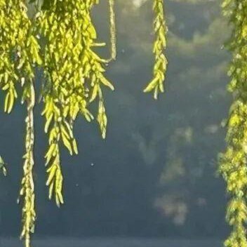 正能量[超话]正能量 用平常心接纳已经发生的事，别揪着不放；用释然的心面对要放下