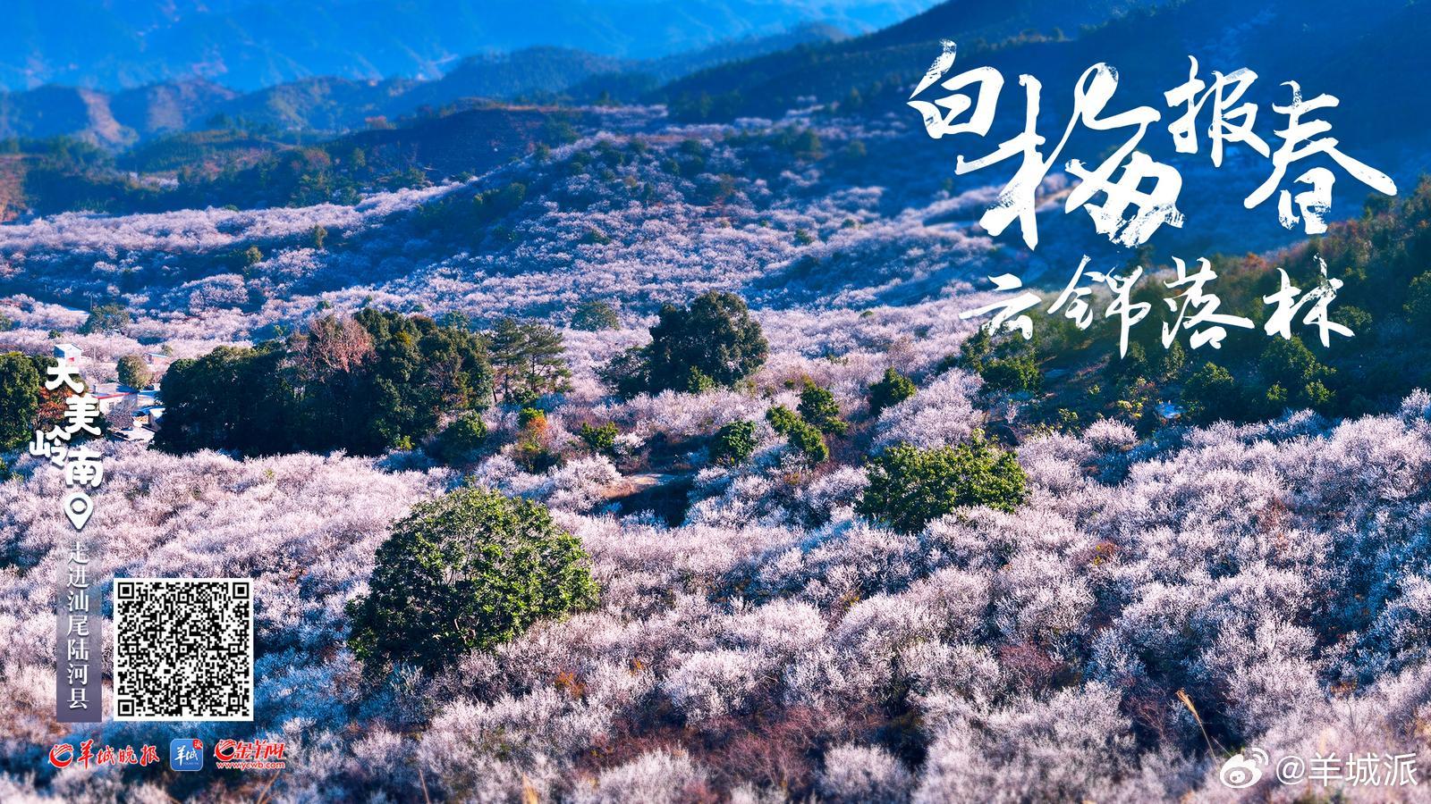 【视频·大美岭南 | 汕尾陆河县：白梅报春 云锦落林】沿着蜿蜒的公路，在起伏的柏