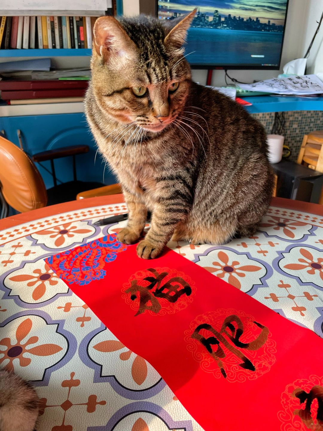 和猫一起写对联，他好像不是很满意