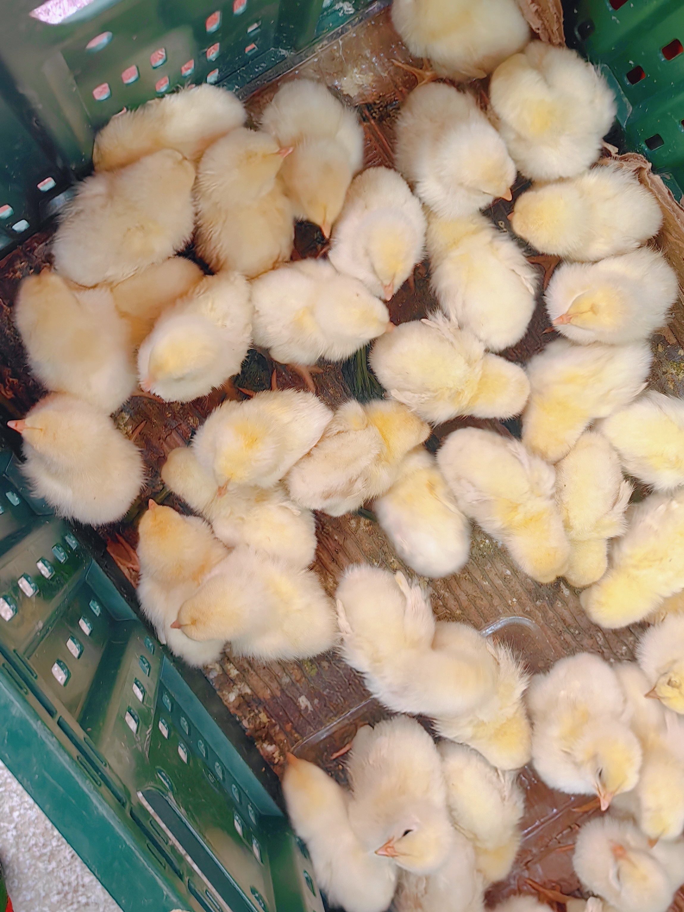 电梯里偶遇一筐毛茸茸的小鸡崽🐥，看我兴致盎然，🐥主人以为我想要，说可以挑两只