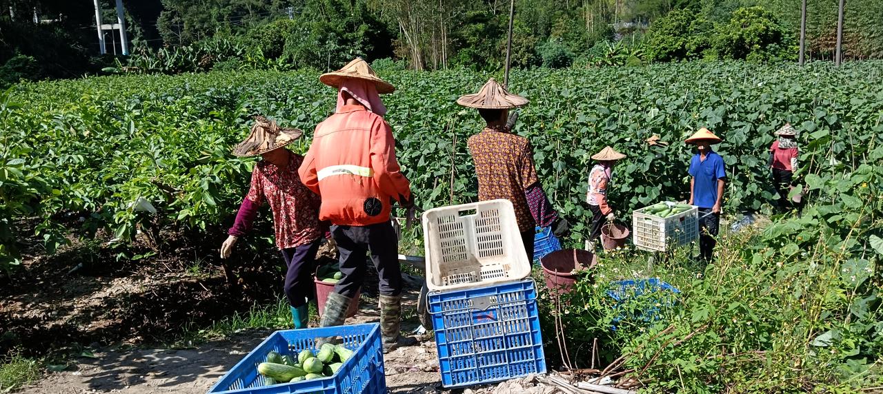 《黄瓜》在秋天季节里已经成熟，可以大面积采摘上市。黄瓜种植时，基肥投放充足的话，