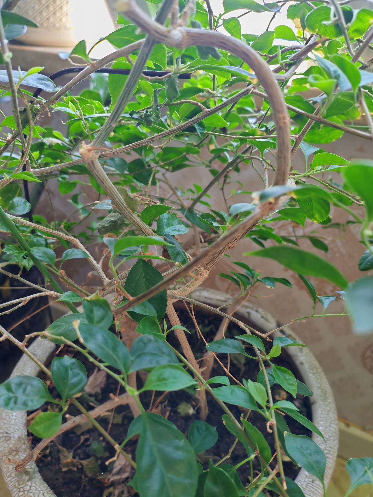 春天花会开，
快乐每一天。