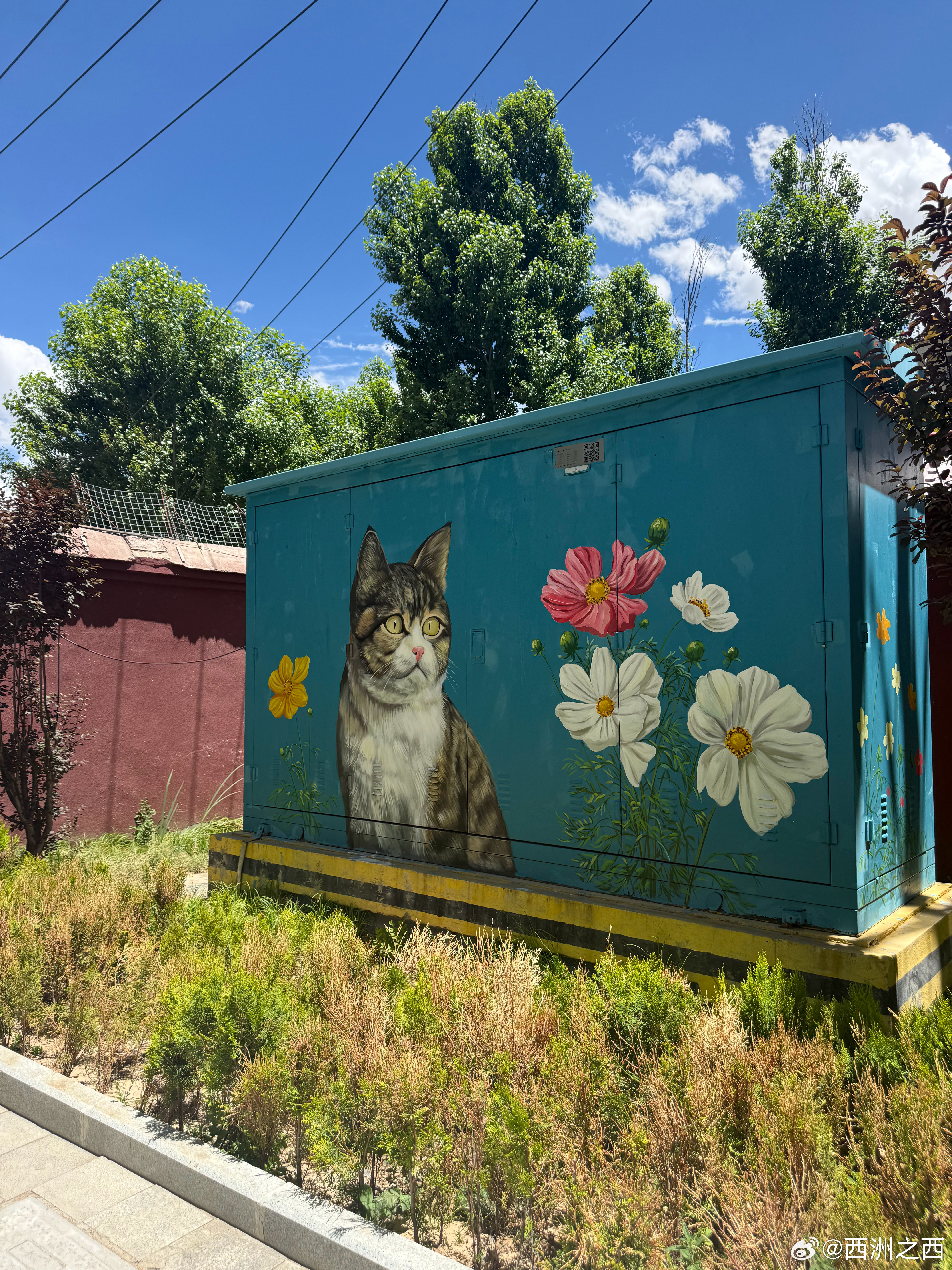 任素汐把最后一首歌送给小猫悟空萌宠天团 拉萨罗布林卡墙外变电柜上的小猫悟空。每一