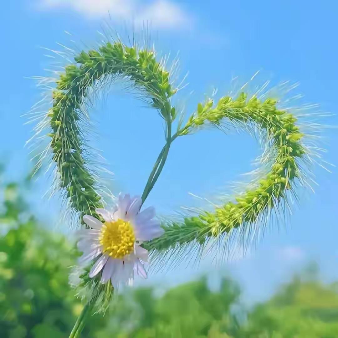 化疗太折磨人了，我放弃继续化疗。今天我的主治医生又打电话询问我的情况，我把放弃继