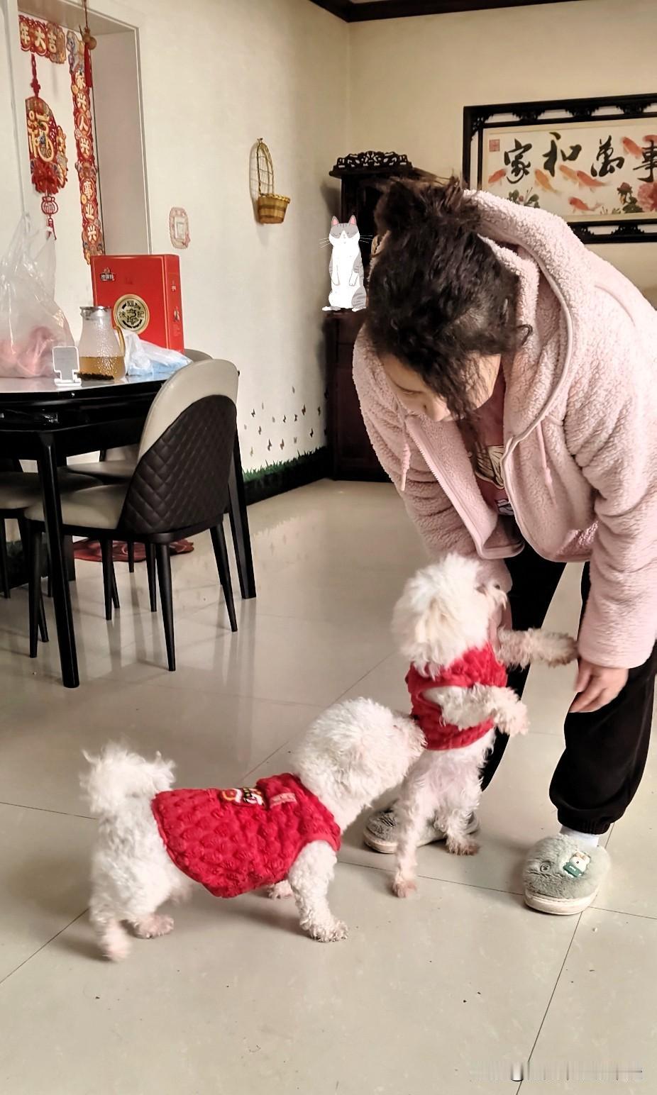 马年大吉！吸一口这两只“招财汪”的好运！ 

正月初八一大早，家里就被两只毛孩子